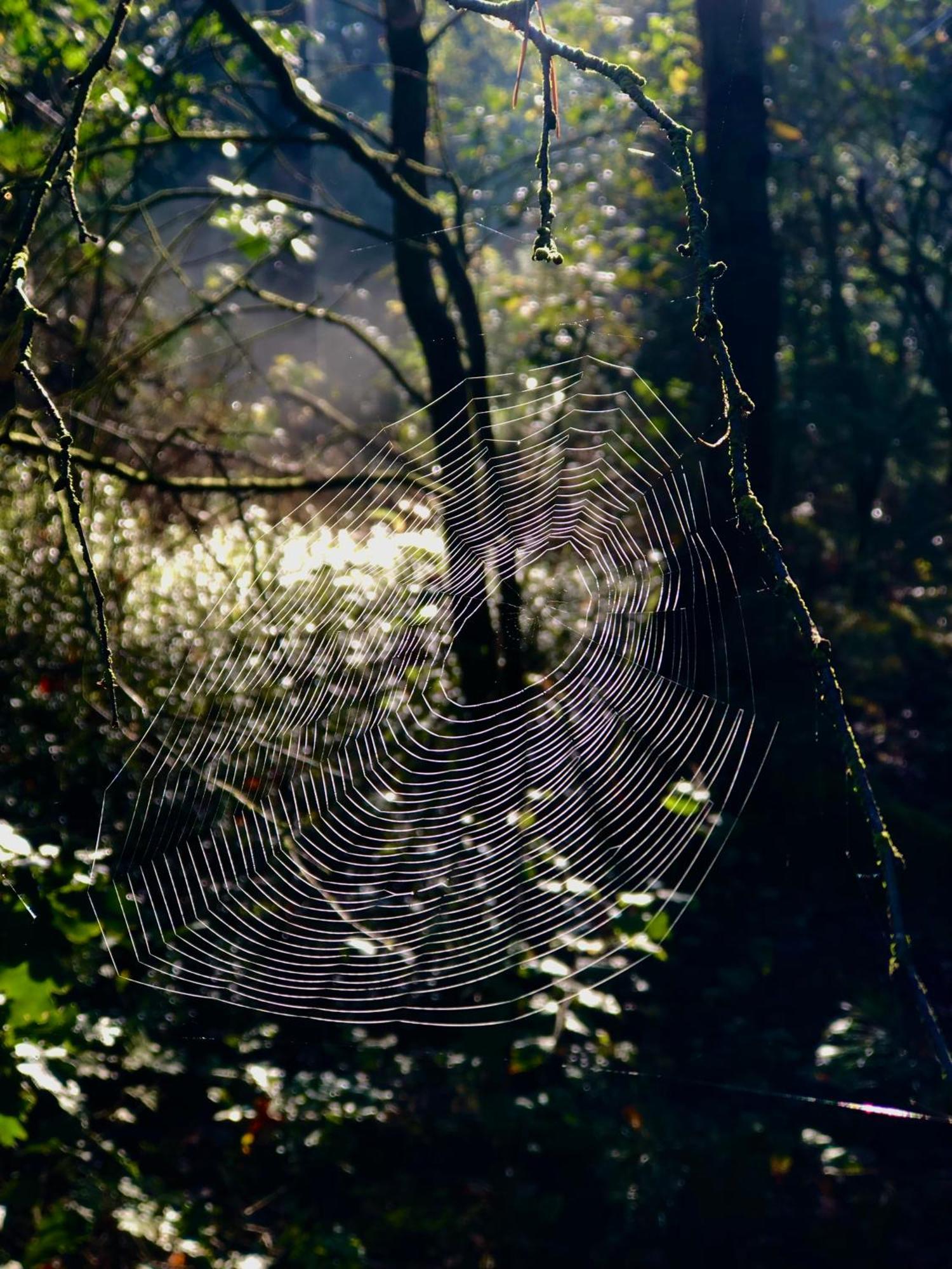 Het Natuurhuisje Op De Veluwe Nunspeet Exterior foto
